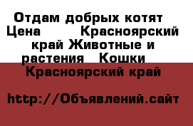 Отдам добрых котят › Цена ­ 10 - Красноярский край Животные и растения » Кошки   . Красноярский край